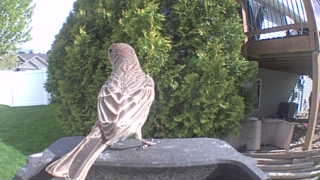house finch