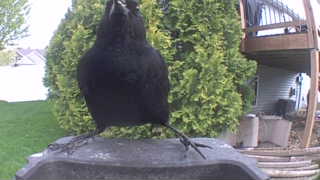 american crow