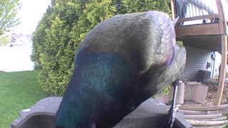 mallard