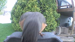 red-breasted nuthatch