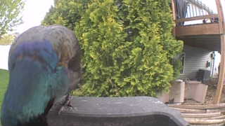 mallard
