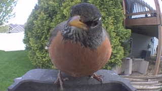 american robin