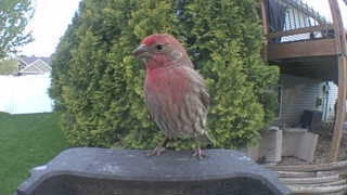 house finch