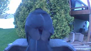 common raven