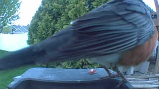 american robin
