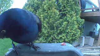 common grackle