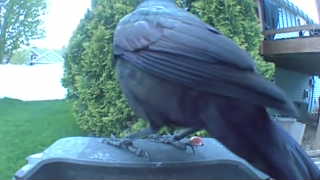 american crow