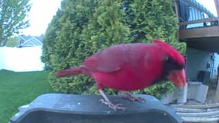 northern cardinal