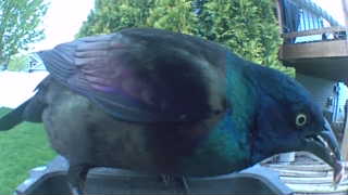 common grackle