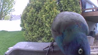 common grackle