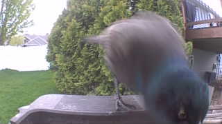 common grackle