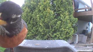 american robin