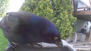 common grackle