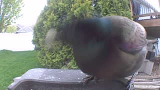 common grackle