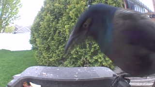 common grackle