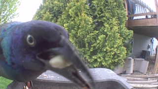 common grackle
