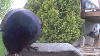 common grackle