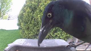 common grackle