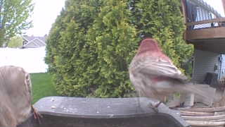 house finch