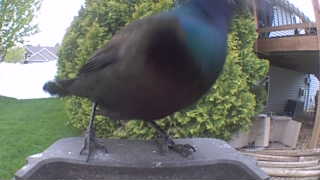 common grackle