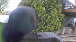 european starling