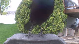common grackle
