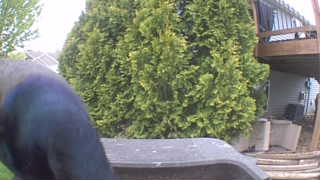 rock pigeon
