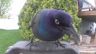 common grackle