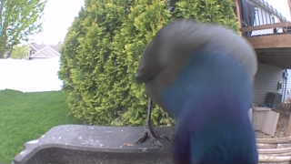 mallard