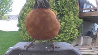 american robin