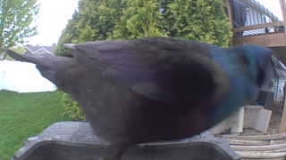 common grackle