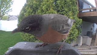 american robin