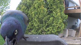 common grackle