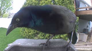 common grackle