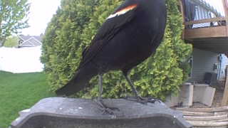 red-winged blackbird