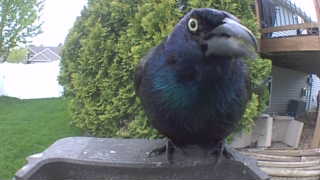common grackle