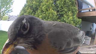 american robin