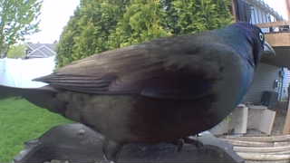 common grackle
