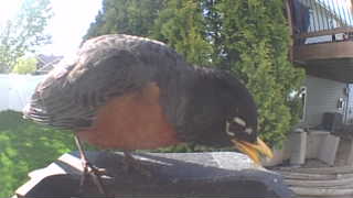 american robin
