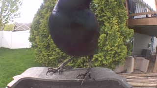 common grackle