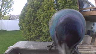 european starling