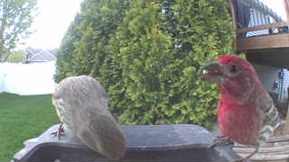 house finch