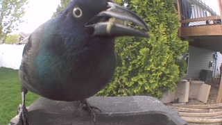 common grackle
