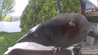 american robin