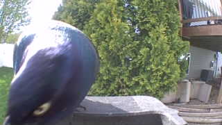 rock pigeon