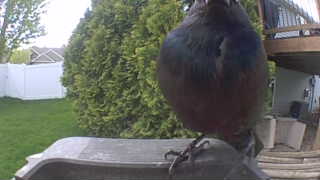 common grackle