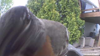 american robin