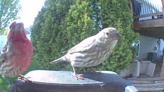 house finch
