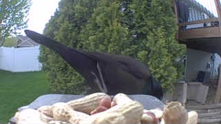 common grackle