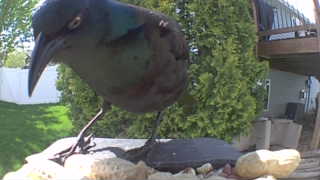 common grackle